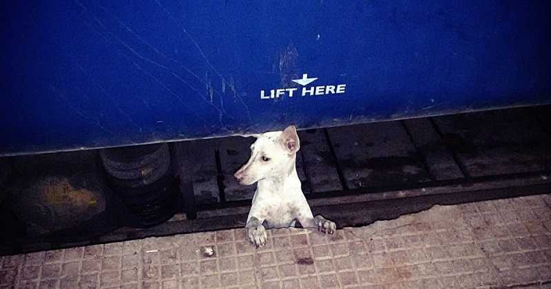 Picture Perfect Moment - Dog Asking For Human Help In Human Language On Railway Track