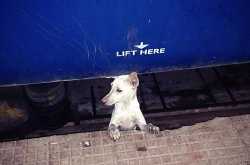 Picture Perfect Moment - Dog asking for human help in human language on railway track