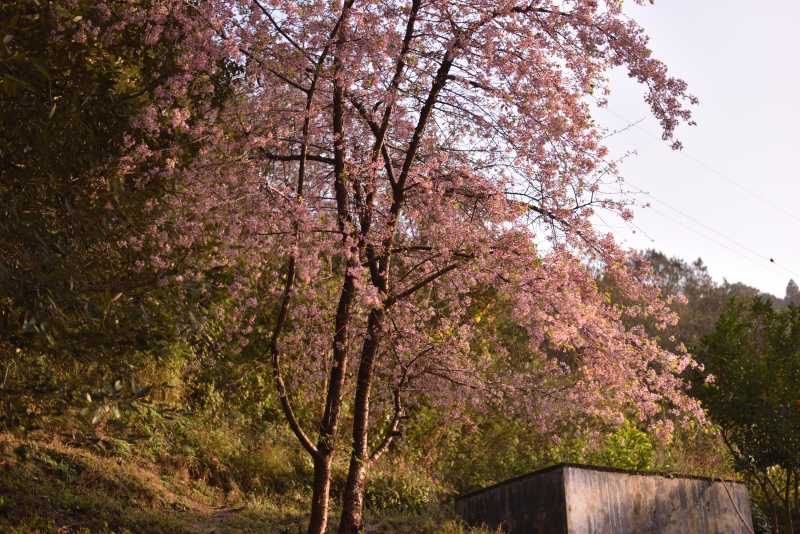 Pink #AtoZchallenge : Kalpanaawrites Haiku On Women