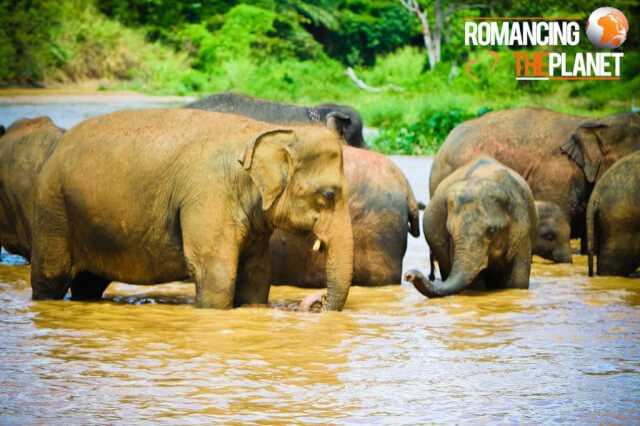 Pinnawala Elephant Orphanage - Paradise Or Pathetic? - Romancing The Planet