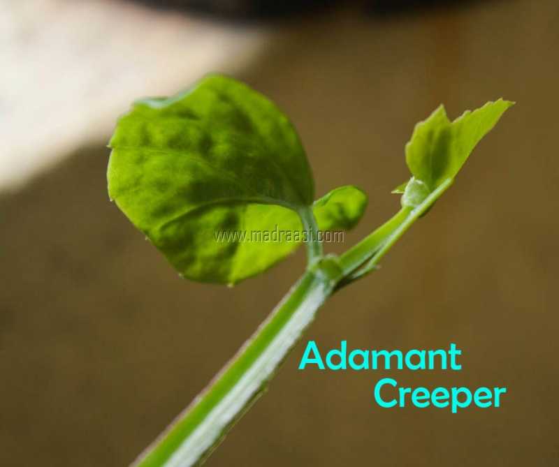 Pirandai Adamant Creeper - How To Grow, Health Benefits And Cook With Pirandai