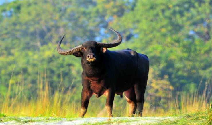 Places To Visit In Guwahati » Jaunt Monkey