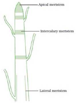 Plant Tissues-Meristematic Tissues | Physics Words