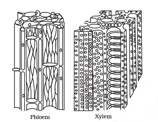Plant Tissues-Permanent Tissues | Physics Words
