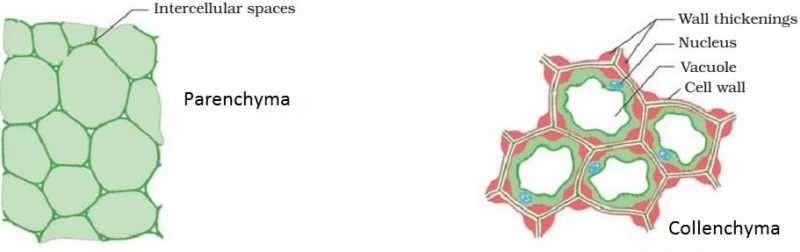 Plant Tissues-Simple Permanent Tissues | Physics Words