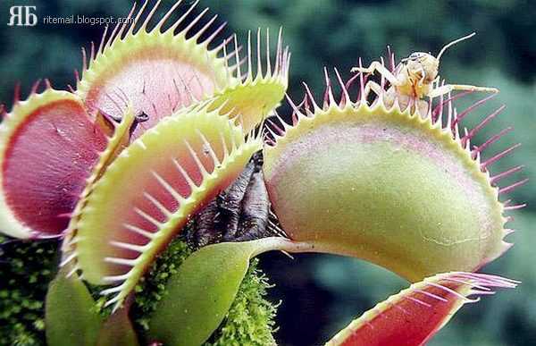 Plants Eating Animals!