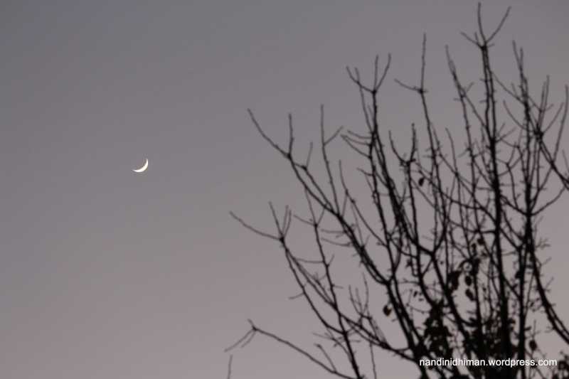 Playing With Crescent Moon And Trees
