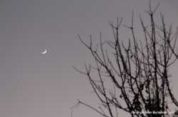 Playing with Crescent Moon and Trees