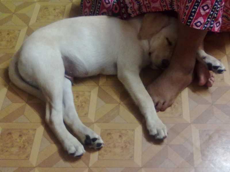 Pluto...the Snuggler