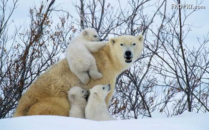 Polar Bears Leave From The Dens - This Is The End Of Hibernations