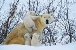 Polar Bears Leave from the Dens - This is the End of Hibernations