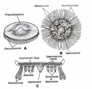 Polymorphism In Porpita