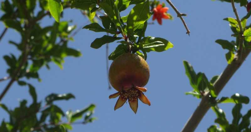 Pomegranate Orchards In Jabel Akhdar, Oman