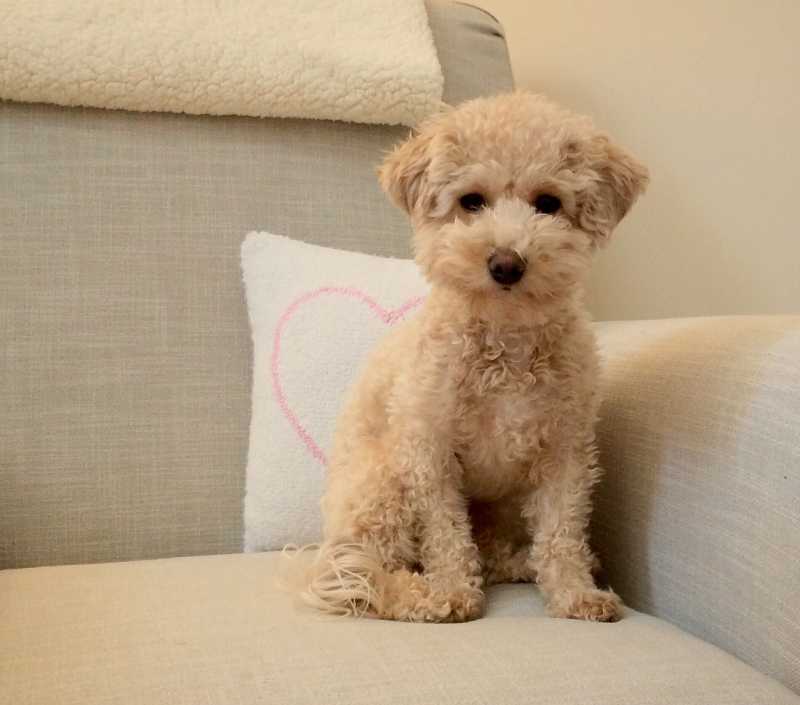 Poochon Dogs - The 10 Important Question About Poodle Bichon Frise Mix