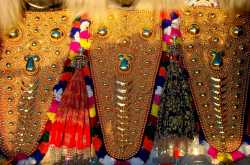 Pooram Pictures - 6 : Nettipattom for Elephants...