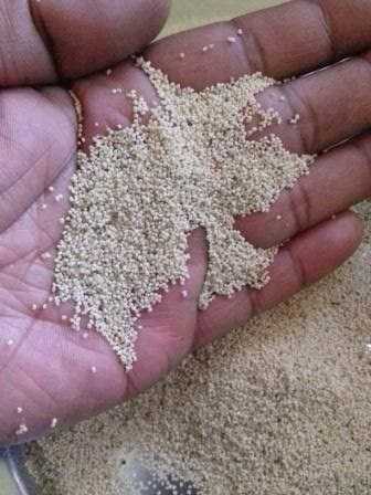 Poppy Seeds Have Several Healing, Curative Properties  