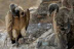 Population of Long-Billed Vultures in India still declining: Environment Ministry