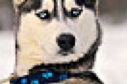 Portrait of a serious but beautiful husky