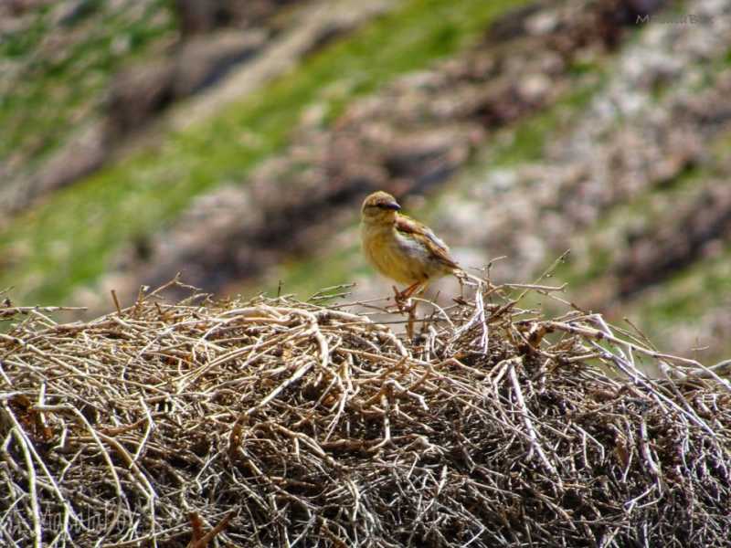 Postcards From Pin Valley National Park, Spiti