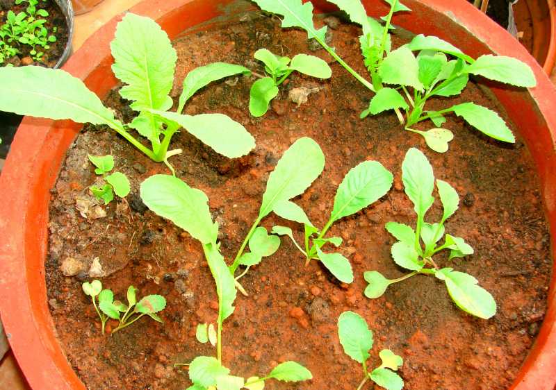 Pot To Plate - Rocket Leaves(Arugula) And Pink Radish