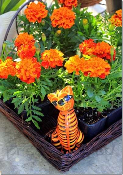 Pots Of Gold In My TO Balcony
