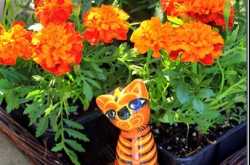 Pots of Gold in My TO Balcony