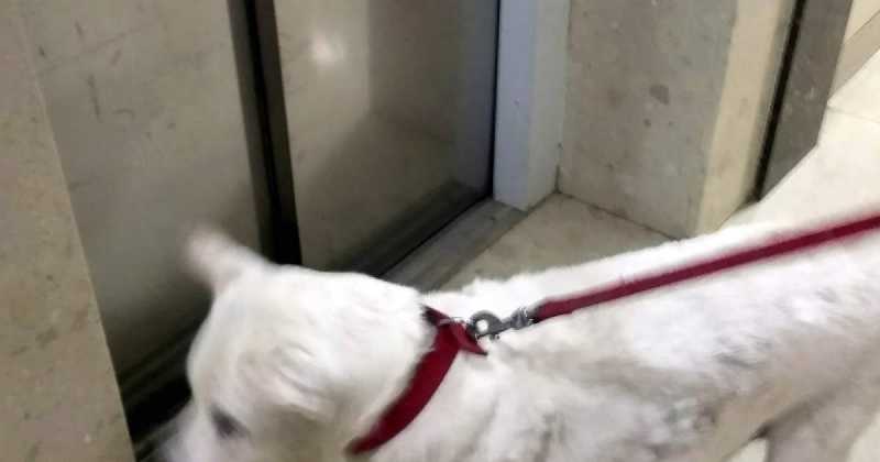 Prefer The Elevator Now