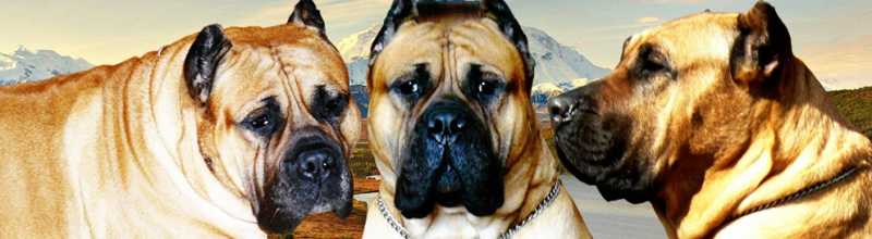 Presa Canario Puppies For Sale By Ethical Breeders