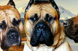 Presa Canario Puppies For Sale By Ethical Breeders