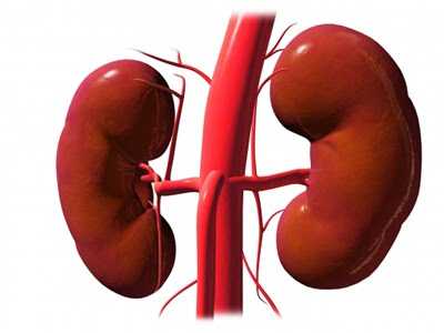 Prevention And Procedures For Kidney Failure