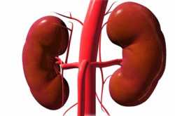 Prevention and Procedures for Kidney Failure