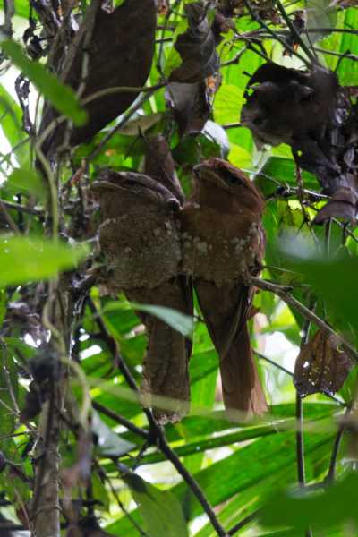 Primordial Thattekad - Rathina