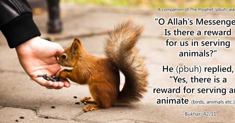 Prophet Muhammad (SAW) : The Messenger Of Peace To All Humanity And Creation