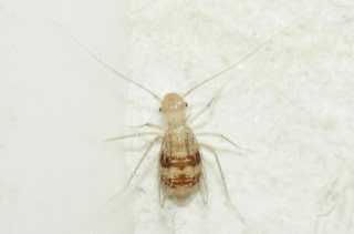 Psocoptera