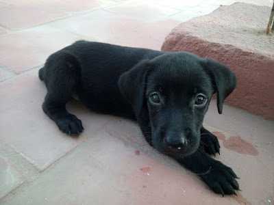 Puppy Diaries: The Day Pepper Came Into Our Lives