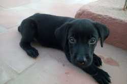 Puppy Diaries: The day pepper came into our lives