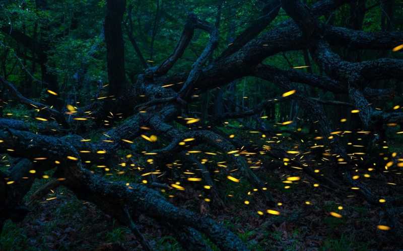 Purushwadi Firefly Festival - A Complete Guide - Travelmynation