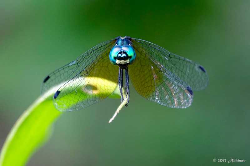 Pygmy Skimmer Dragonfly