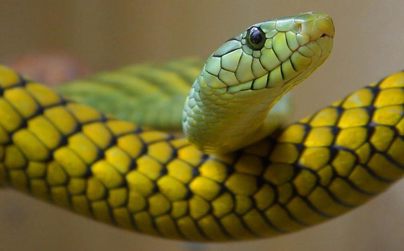 Quality Of WHO Guidelines On Snakebite: The Neglect Continues