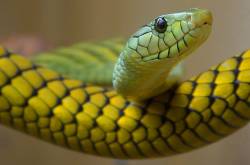 quality of who guidelines on snakebite: the neglect continues