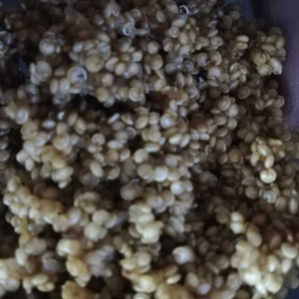 Quinoa - The Superfood