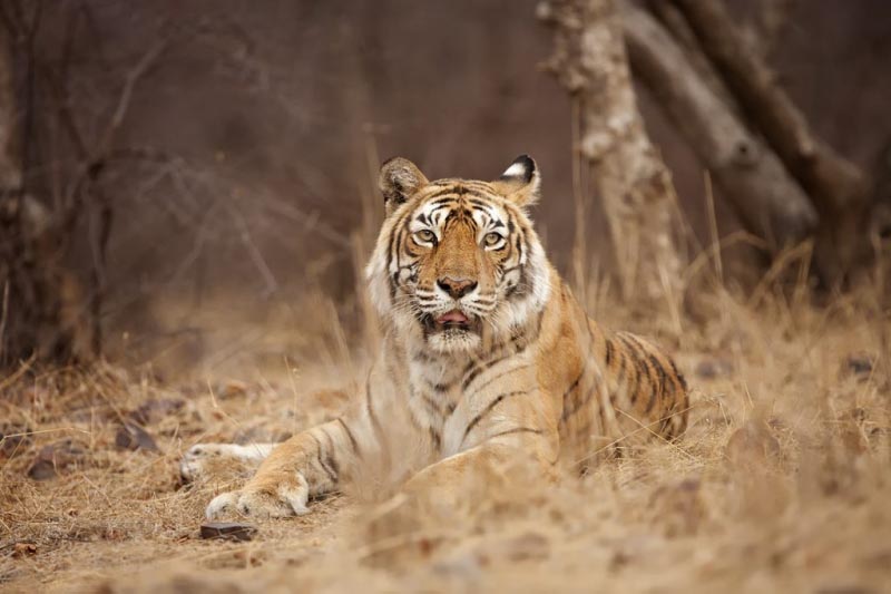 RIP Machli - The Tiger Queen | Blog By Sandeep Mall | Faridabad, India | Wildlife Photographer | Entrepreneur | Blogger |fitness Expert| Www.sandeepmall.com