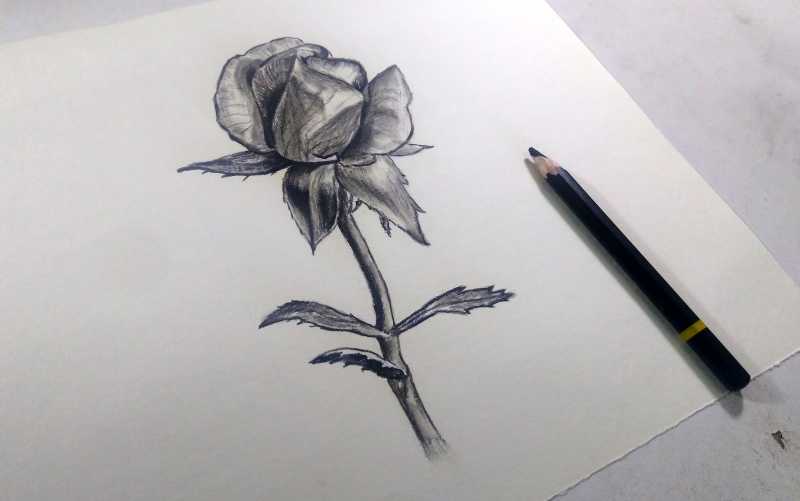 ROSE SKETCH
