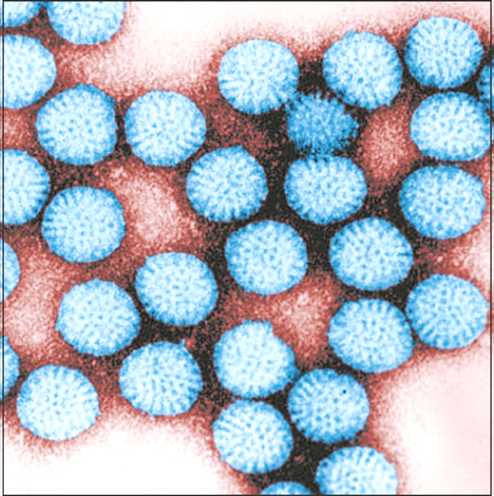 ROTARIX - ROTAVIRAL VACCINE 