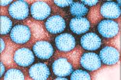 ROTARIX - ROTAVIRAL VACCINE 