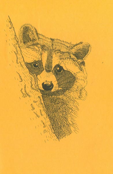 Raccoon