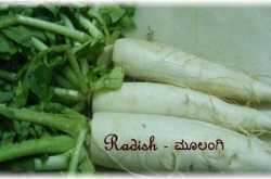 Radish - à²®à³à²²à²à²à²¿ à²à²ªà²¯à³à²à²à²³à³: