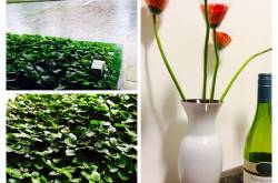 Rain, flowers and booze