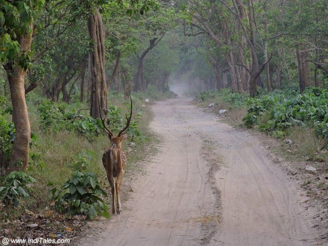 Rajaji National Park â Exploring The Wildlife At Chilla Reserve