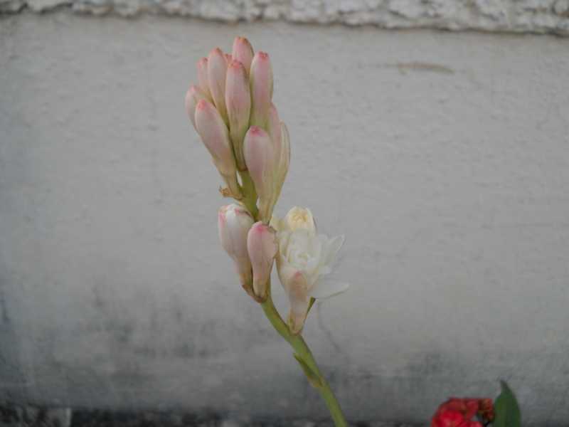 Rajnigandha And Some Veggies
